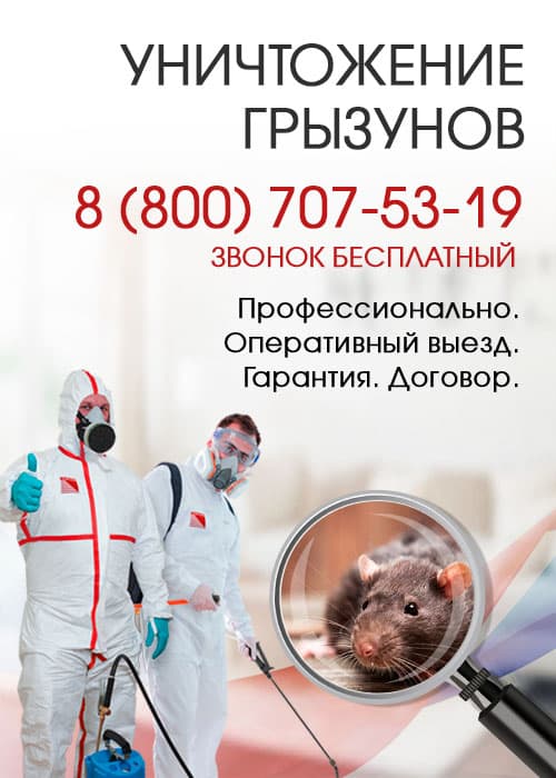 Уничтожение крыс в Подольске