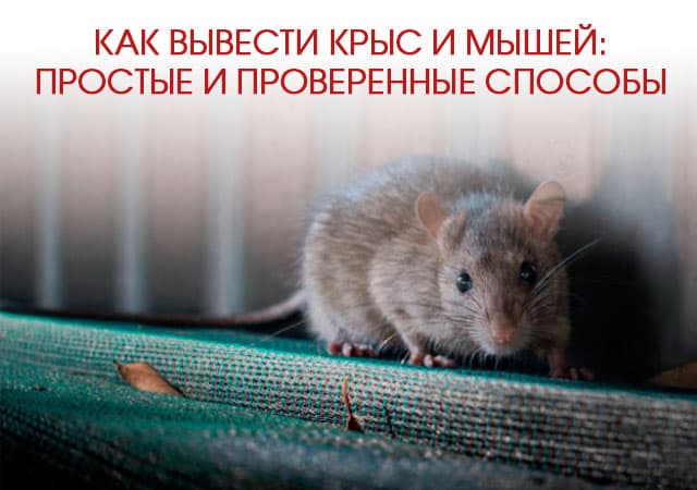 Как вывести крыс и мышей в Подольске: простые и проверенные способы