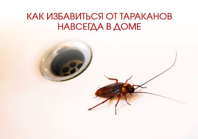 Как избавиться от тараканов в доме в Подольске