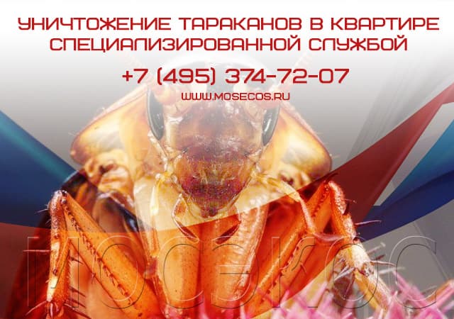 Уничтожение тараканов специализированной службой в Подольске